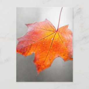 Postal Hoja de arce roja - Otoño místico