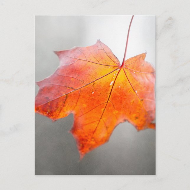 Postal Hoja de arce roja - Otoño místico (Anverso)