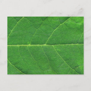 Postal Hoja de foto macro