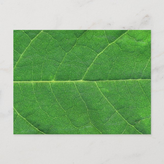 Postal Hoja de foto macro (Anverso)