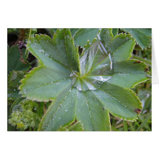 Postal hoja de mujer abrigo con Wassertropfen (Anverso (Horizontal))
