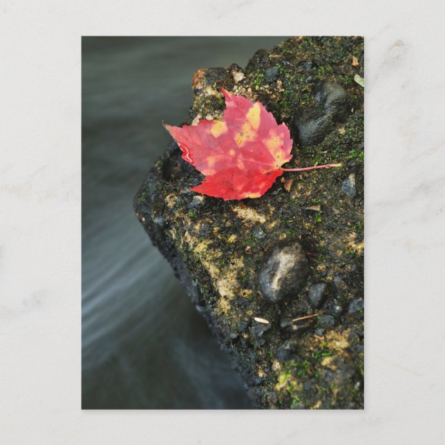 Postal Hoja de otoño (Anverso)