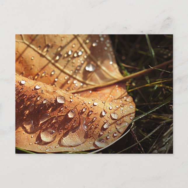 Postal Hoja de Otoño húmeda - Postcard (Anverso)