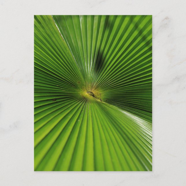 Postal Hoja de Palma Gigante, Queensland (Anverso)