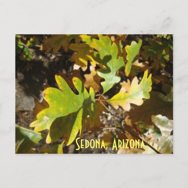 Postal hoja de roble, Sedona, Arizona (Anverso)