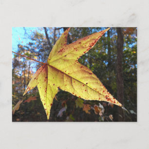 Postal Hoja de Sweetgum Brillante en el Bosque