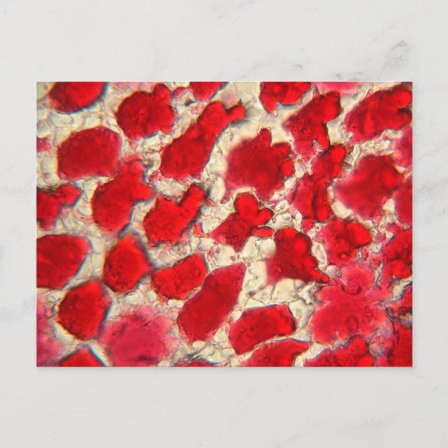 Postal Hoja de una rosa roja bajo el microscopio (Anverso)