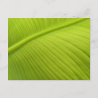 Postal Hoja del plátano