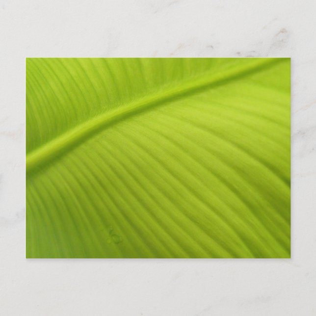 Postal Hoja del plátano (Anverso)