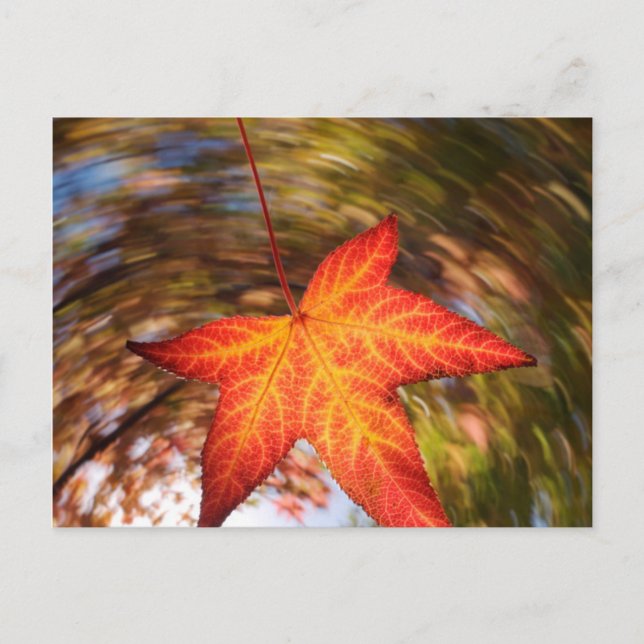 Postal Hoja que cae de un árbol en otoño (Anverso)