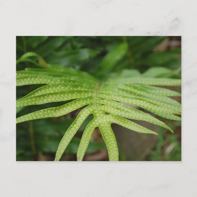 Postal Hoja tropical (Anverso)