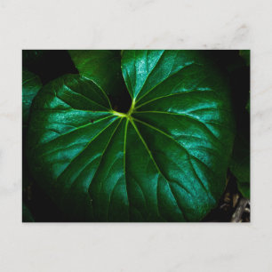 Postal Hoja Verde Brillante con Venas Radiantes en Primer