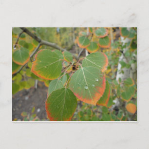 Postal hoja verde roja del álamo temblón