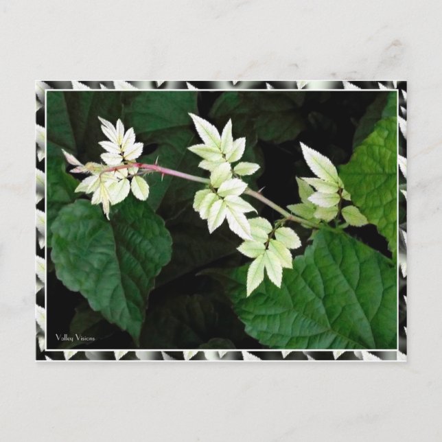 Postal Hojas (Anverso)