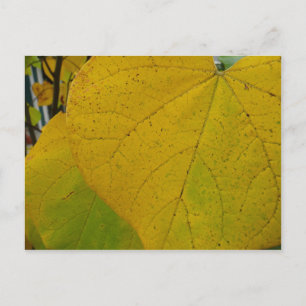 Postal Hojas Amarillas de Redbud Otoño Fotografía de la N