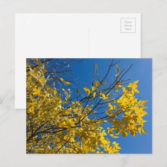 Postal Hojas amarillas en árbol de ceniza con foto de cie (Anverso / Reverso)