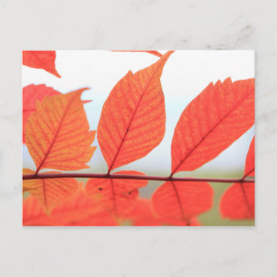 Postal Hojas anaranjadas de otoño