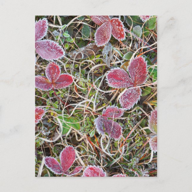 Postal Hojas cubiertas de escarcha, Canadá (Anverso)