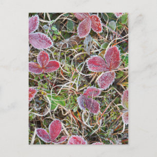 Postal Hojas cubiertas de escarcha, Canadá