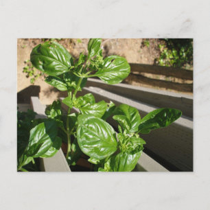 Postal Hojas de albahaca frescas