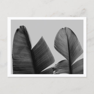Postal Hojas de árbol de plátano en blanco y negro