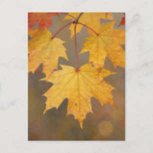 Postal Hojas de Arce de Otoño Dorado
