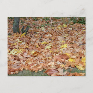 Postal Hojas de arce en otoño