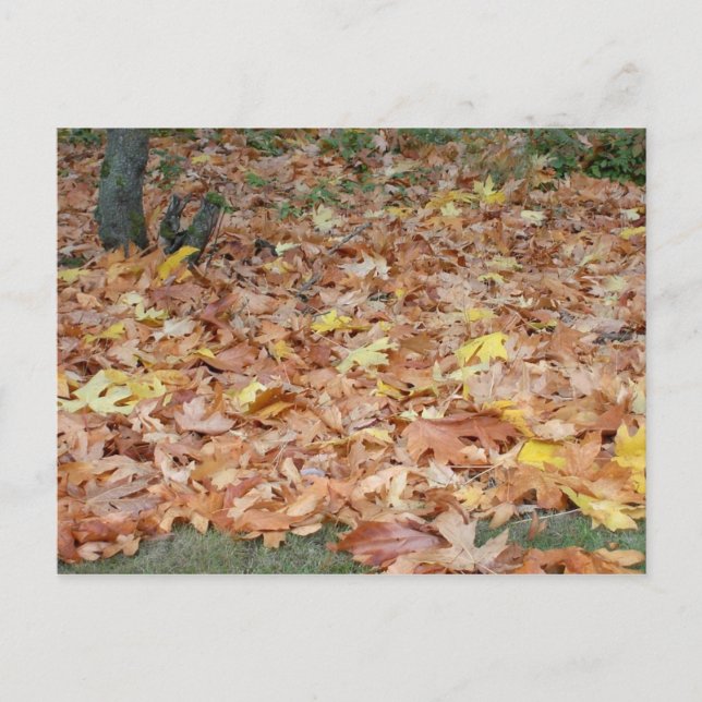 Postal Hojas de arce en otoño (Anverso)