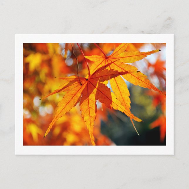 Postal Hojas de Arce Japonés en Otoño (Anverso)