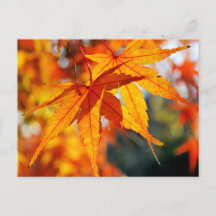 Hojas de Arce Japonés en Otoño