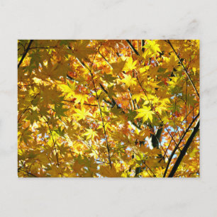 Postal Hojas de Arce Japonés en Otoño
