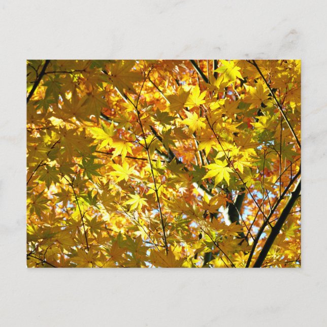 Postal Hojas de Arce Japonés en Otoño (Anverso)