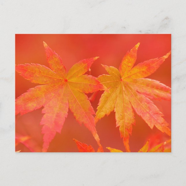 Postal Hojas de arce japonesas (Anverso)