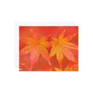 Postal Hojas de arce japonesas