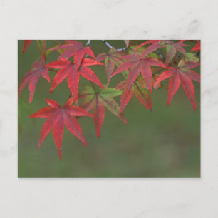 Postal Hojas de Arce, Katsura, Kyoto, Japón