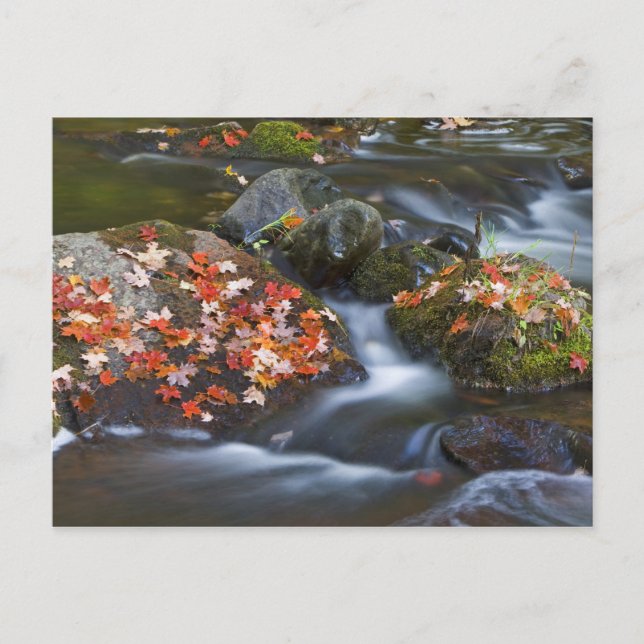Postal Hojas de arce rojas alfombras en las rocas (Anverso)