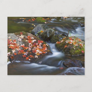 Postal Hojas de arce rojas alfombras en las rocas