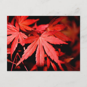 Postal Hojas de arce - Rojo