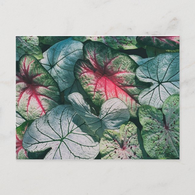 Postal hojas de bonito (Anverso)