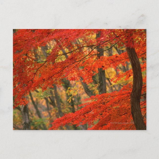 Postal Hojas de colores (Anverso)