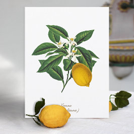 Postal Hojas de flores de limón botánico vintage