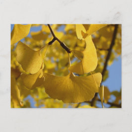 Postal Hojas de Ginkgo en Kyoto