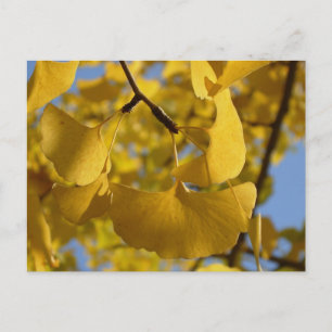 Postal Hojas de Ginkgo en Kyoto