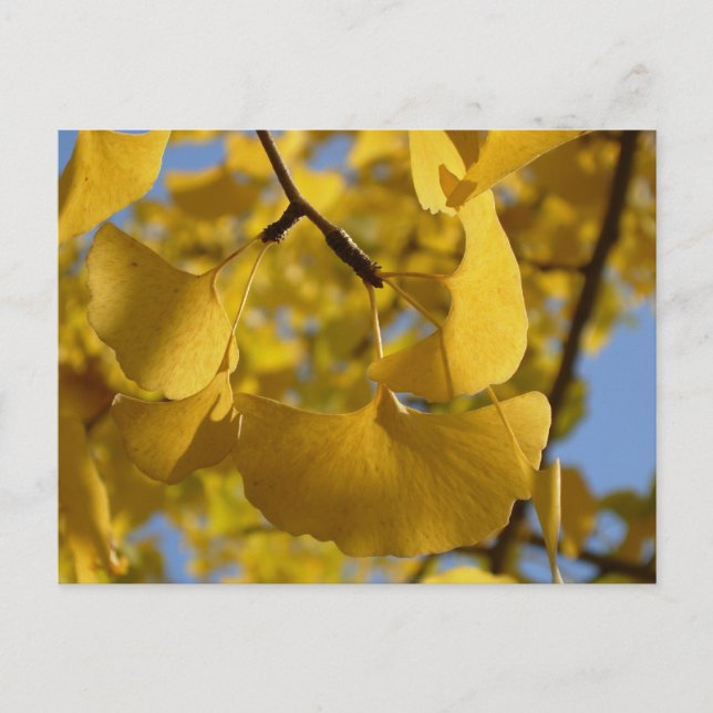 Postal Hojas de Ginkgo en Kyoto (Anverso)