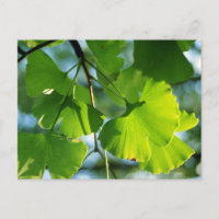 Hojas de Ginkgo en Verano