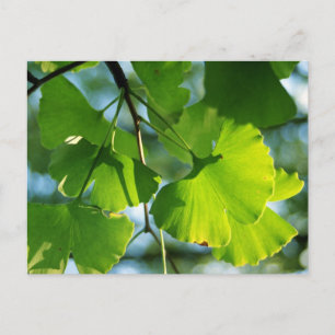 Postal Hojas de Ginkgo en Verano