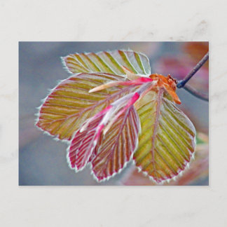 Postal hojas de haya de cobre