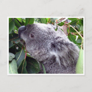 Postal hojas de koala