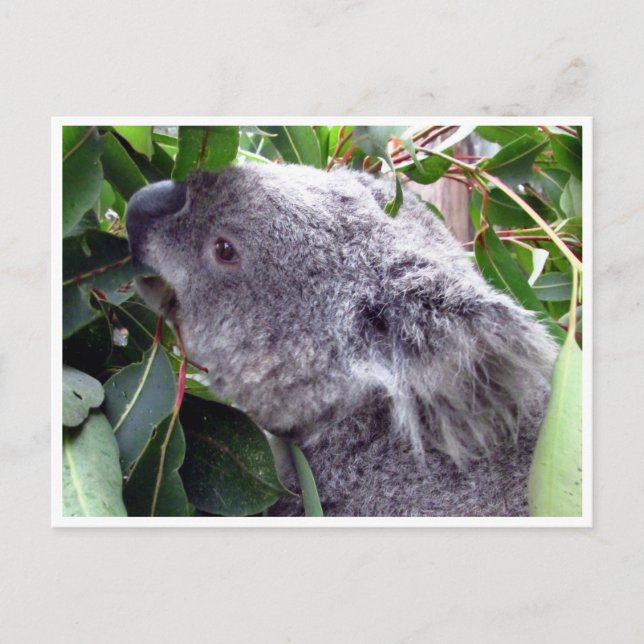 Postal hojas de koala (Anverso)