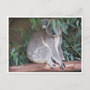 Postal hojas de koala